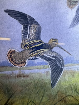 Lot 1029 - John Cyril Harrison (1898-1985) Snipe in...