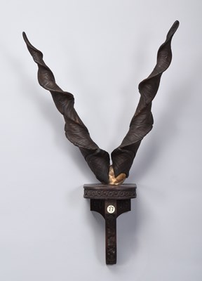 Lot 176 - Antlers/Horns: Suliaman Markhor Horns (Capra...