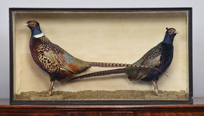 Lot Taxidermy: A Late Victorian Cased Pair of Ring-...