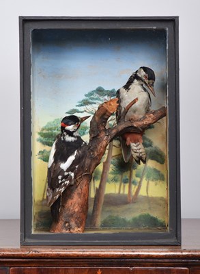Lot Taxidermy: A Pair of Late Victorian Cased...