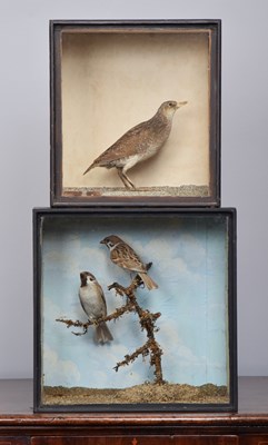 Lot Taxidermy: A Late Victorian Cased Spotted...