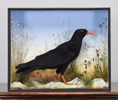 Lot Taxidermy: A Late Victorian Cased Red-billed...