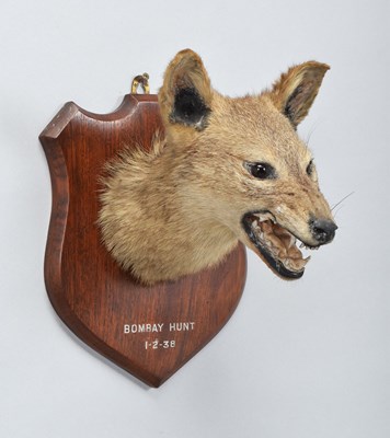 Lot Taxidermy: A Dhole or Indian Wild Dog (Cuon...