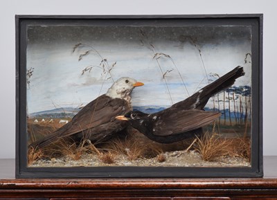 Lot Taxidermy: A Pair of Late Victorian Cased...