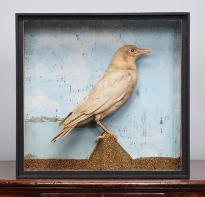 Lot Taxidermy: A Late Victorian Cased Melanistic...