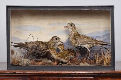 Lot Taxidermy: A Late Victorian Cased Family Group...