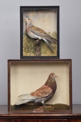 Lot Taxidermy: A Victorian Cased Pigeon and Turtle...