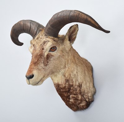 Lot Taxidermy: A Blue Sheep or Bharal Sheep...