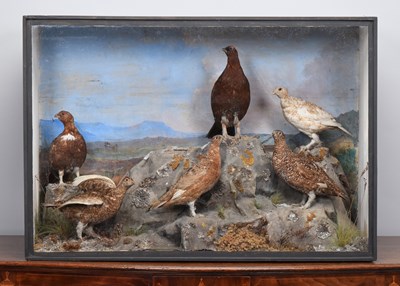 Lot Taxidermy: A Late Victorian Cased Display of...