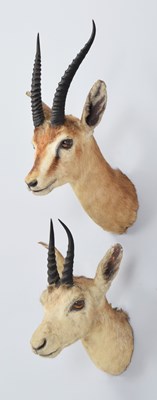 Lot Taxidermy: Deccan Chinkara and a Southern...