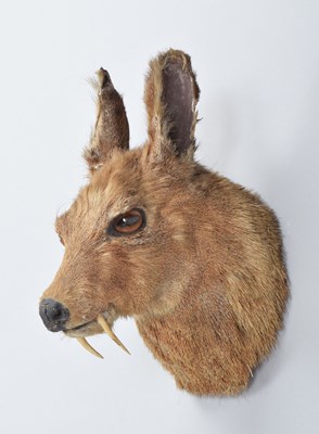 Lot Taxidermy: A Rare and Endangered Kashmir Musk...