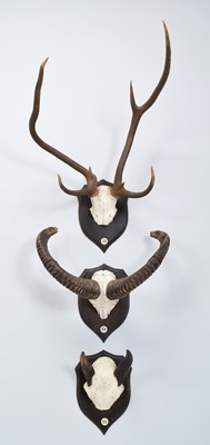 Lot Antlers/Horns: Chital or Spotted Deer Antlers,...