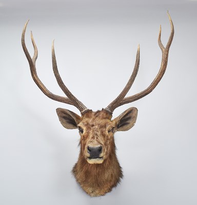 Lot Taxidermy: Indian Sambar (Rusa unicolor), 1891-...
