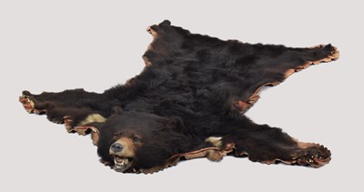 Lot Taxidermy: Asiatic Black Bear (Ursus...