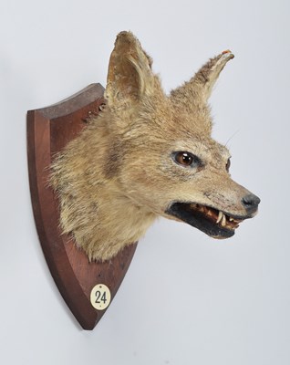 Lot Taxidermy: African Black-backed Jackal...