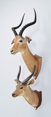 Lot Taxidermy: Common Impala and a Cape Bushbuck...