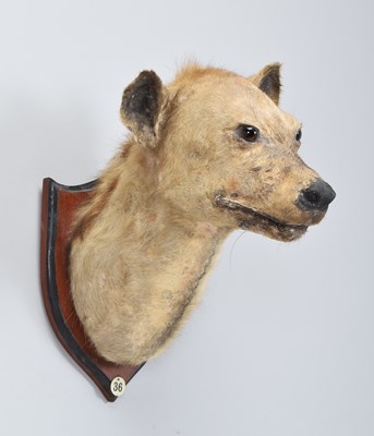 Lot Taxidermy: Spotted Hyena (Crocuta crocuta),...
