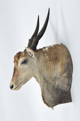 Lot Taxidermy: Common Eland (Taurotragus oryx),...