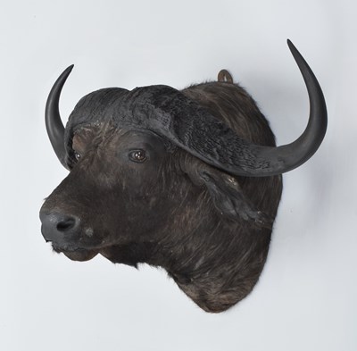 Lot Taxidermy: Southern Cape Buffalo (Syncerus...