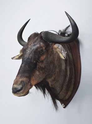 Lot Taxidermy: Blue Wildebeest (Connochaetes...