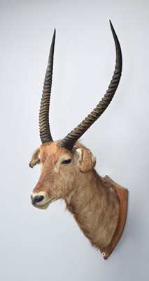 Lot Taxidermy: Common Waterbuck (Kobus...