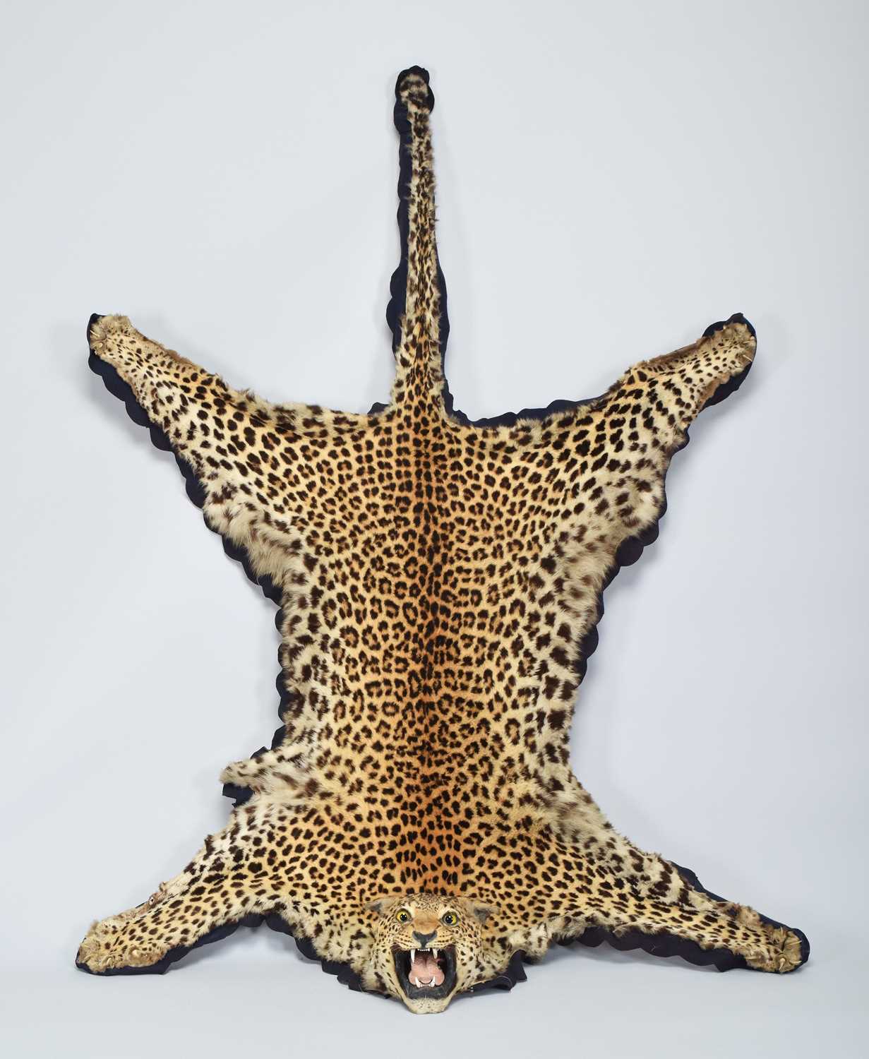 Lot 202 - Taxidermy: African Leopard Skin Rug