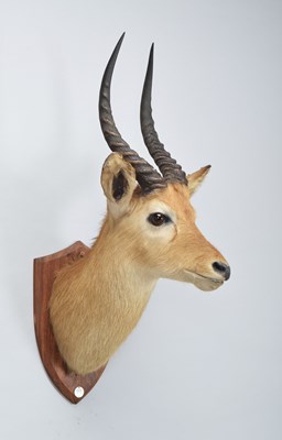 Lot Taxidermy: Ugandan Kob (Kobus kob thomasi),...