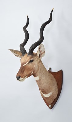 Lot Taxidermy: Lesser Kudu (Tragelaphus imberbis),...