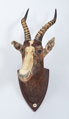 Lot Taxidermy: Blesbok (Damaliscus pygargus...
