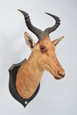 Lot Taxidermy: Coke's Hartebeest (Alcelaphus...