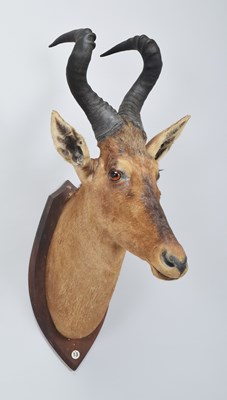 Lot Taxidermy: Cape Red Hartebeest (Alcelaphus...