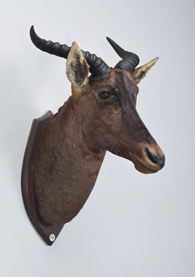 Lot Taxidermy: Common Tsessebe (Damaliscus lunatus...