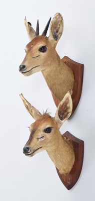 Lot Taxidermy: A Pair of Common or Grey Duiker...