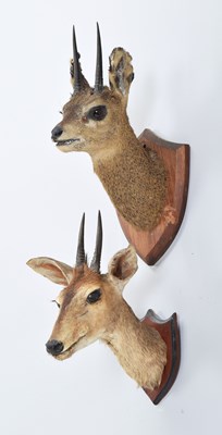Lot Taxidermy: Common Duiker and Maasai...