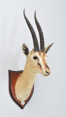 Lot Taxidermy: Thompson's Gazelle (Eudorcas...