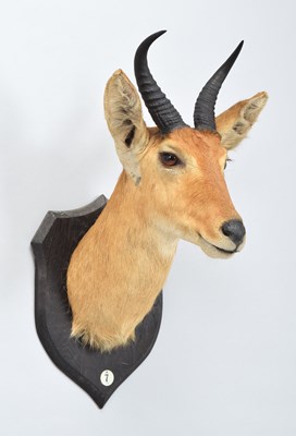 Lot Taxidermy: Southern Reedbuck (Redunca...