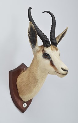 Lot Taxidermy: South African Springbok (Antidorcas...