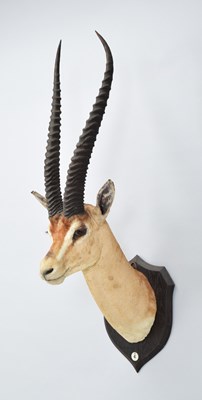 Lot Taxidermy: Grant's Gazelle (Nanger granti),...