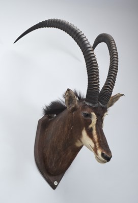 Lot Taxidermy: Southern Sable Antelope...