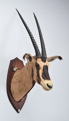 Lot Taxidermy: Fringe-eared Oryx (Oryx beisa...