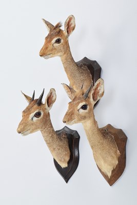 Lot Taxidermy: A Trio of Kirk's Dik-Dik's (Madoqua...