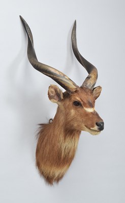 Lot Taxidermy: Western Sitatunga (Tragelaphus...