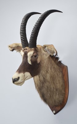 Lot Taxidermy: Roan Antelope (Hippotragus equinus),...
