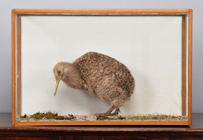 Lot Taxidermy: A Cased Little Spotted Kiwi...