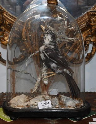 Lot 1204 - Taxidermy: A Late Victorian Leucistic Common...