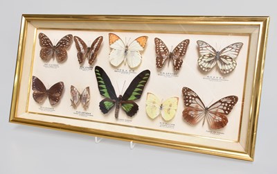 Lot 1190 - Entomology: A Framed Display of Ten Various...