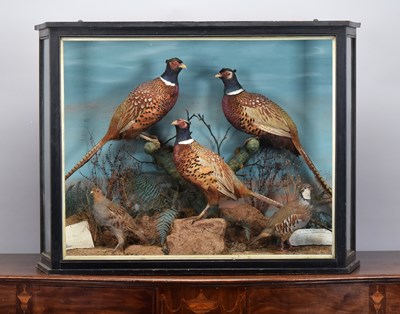 Lot Taxidermy: A Cased Edwardian Display of Game...