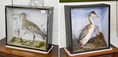 Lot 1191 - Taxidermy: A Late Victorian Cased Common...