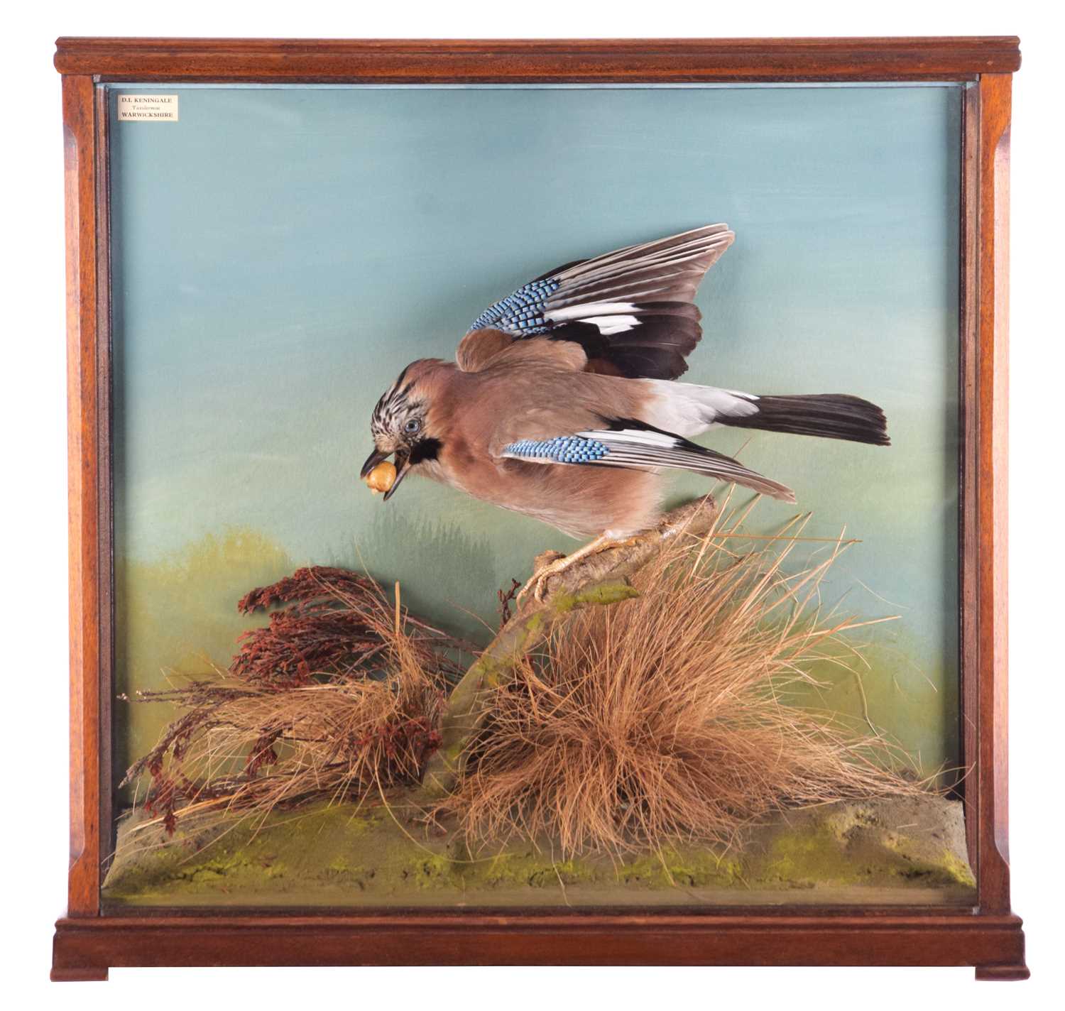 Lot 16 - Taxidermy: A Cased European Jay (Garrulus...
