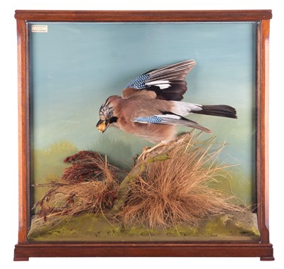 Lot Taxidermy: A Cased European Jay (Garrulus...